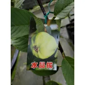 李家果苗 水晶拔 水晶芭樂 4吋半盆 靠接苗 高度60公分 特價160元 宅配最多寄12棵