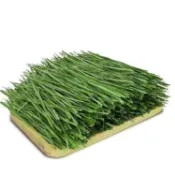 【芳香牧草】小寵牧草 過篩 苜蓿 提摩西一割 甜小麥草 燕麥草 百幕達 乾草天然栽種草料安心給兔子龍貓豚鼠荷蘭豬食用