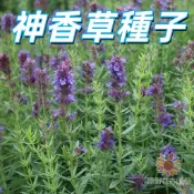 【神香草種子】香草植物花卉種子 家庭園藝盆栽花草播種 可食用香草葉泡茶 庭院陽台種植 DIY園藝材料 四季播種