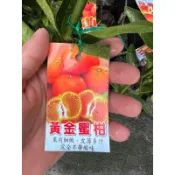 頂耀園藝 黃金蜜柑 高度約60公分