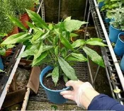 李家果苗 羊奶頭 天仙果 香草植物 單價120元