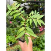 香椿 ｜3吋盆/苗植袋～食用香草料理植物🫕⋯