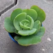 【多肉植物 】桃之嬌 一吋  穩根
