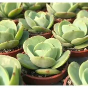 沅鈺農場   多肉植物   一吋盆/桃之嬌