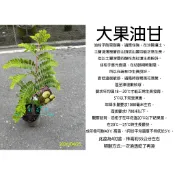 心栽花坊-大果油甘/超取會折損/油柑/4吋/水果苗/油甘品種/嫁接苗/特價400