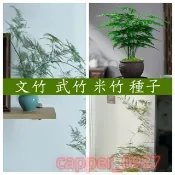 新采摘【文竹種子】武竹種子 小森林植栽 四季播文竹 桌面陽臺盆栽植物 室內外種植 新手易種