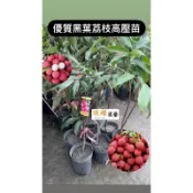 頂耀園藝 正宗黑葉荔枝高壓苗 高度約70-90公分