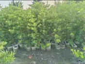 [農1/3］圍籬羅漢松