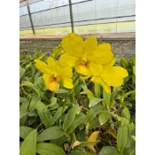 2.5吋黃花秋石斛-不帶花