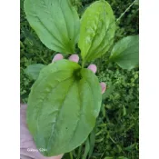 🌿大葉車前草種苗｜陸龜牧草｜兔子天竺鼠點心草｜天然飼草｜好種植盆栽