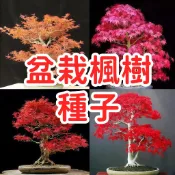 🥬🥑旺財樹木【盆栽楓樹種子】盆栽楓樹種子 台灣青楓 日本紅楓 槭樹種子 觀葉植物 庭院造景 園藝DIY 易種 四季發芽快