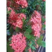 大王仙丹苗蝦取宅配 大紅宮粉30-50公分種在移植袋蝦取6棵可合併宅配25棵