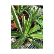 (店+)花森好市-室內盆栽 斑葉文殊蘭- 文珠蘭7吋盆高40-50cm