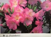 【優勢】日本久留米杜鵑苗~品種名(筆止)