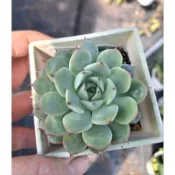 大和美尼 3吋 現況多頭 多肉植物