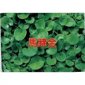 馬蹄金 (珍珠草 、小金錢草) 種子 每包1.5ml  果園常見被地植物 易繁殖 適應力強