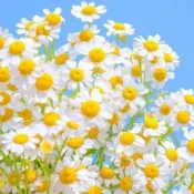 現發~洋甘菊種子（多入組 超低價） 四季種植 格桑菊 太陽花 波斯菊種子 滿天星 庭院野花花海 四季種植 觀賞花卉種子
