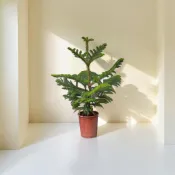英宏 南洋杉6吋  小葉2寸黑軟袋 常綠大喬木 幹身挺直有層次