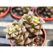 【多肉好好買】一吋盆 花吹雪 多肉植物 現貨