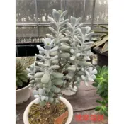 多肉植物-達摩福娘（穴盤苗不附花牌）-慈碩農場