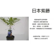 心栽花坊-日本紫藤/紫藤花/秋冬會落葉/4吋/高壓苗/蔓性植物/藤本植物/觀花植物/特價150
