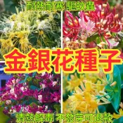 💯金銀花種子🔥金銀花種子中藥材種子 可食用植物種籽 金銀花 四季金銀花 陽台庭院盆栽種植