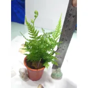 阿馨水草屋。水草造景-水生蕨類紅盆可使用=二陸水生缸(出貨時水上葉)🌱