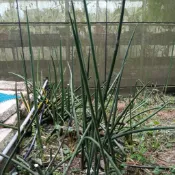 @植葉花匠@虎尾蘭--天線（直立，棒葉，成株可達100cm)出貨大小約30cm,千插枝條。
