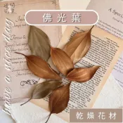 週間花室｜乾燥佛光樹 進口乾燥葉材 乾燥花材 拍照道具 乾燥葉子 永生花 不凋花 乾燥花 聖誕花圈