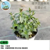 台湾山薄荷種子 香草植物 可食用 防蚊驅蟲 居家盆栽 療癒香草 香氣植物 易種植 陽台庭院 降溫提神 香包原料 廚房盆栽