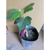 （雲秀水果苗）星星山口無花果苗