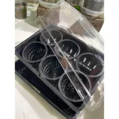 (店+)《斑啾植選》鹿角蕨育苗盆組(含6入8.3cm透氣盆)｜網盆｜透氣盆｜保溼箱｜悶箱｜悶養盒｜蘭花盆