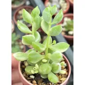 多肉植物-銀之鈴錦1吋