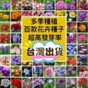 熱銷-24H發貨【百款多季花卉種子】 混合鮮花種子 薰衣草 波斯菊 茉莉花 梔子花  花種子 四季播種 陽台庭院盆栽種子