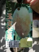 李家果苗 玉文芒果 嫁接苗 高度60-70公分 單價140元 一箱可以裝8棵
