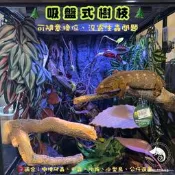 蛋叔叔-MR吸盤式樹枝 爬台 攀爬棒 造景木 棲息木 海芙蓉 樹枝 造景木 攀爬棍 軟木棍 樹藤 木棒 睫角守宮