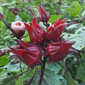 洛神花種子 四季洛神花  盆栽洛神花 四季種植 紅桃K 玫瑰醬 花茶種子 藥材  中藥洛神花 高產結花超多