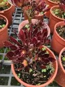 花花世界_多肉植物 *黑法師* 5吋盆/高5-10cm/ 日照顏色變化 更顯色/MA
