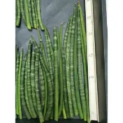 ♻️無根促銷限量♻️石筆棒葉虎尾蘭棒葉虎皮蘭，筒葉虎尾蘭、圓葉虎尾蘭或石筆虎尾蘭，好照顧的室內盆栽
