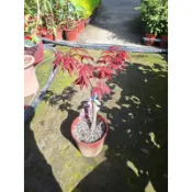 一葉植富 紅猩猩楓樹 特價240元