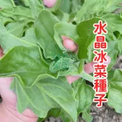 台灣現貨 熱銷【水晶冰菜種子  薺薺菜種子】  水晶冰菜種子 高發芽率 家庭陽台種植首選 簡單易種 新鮮採收 健康蔬菜