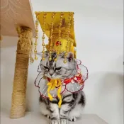 寵物皇上帽 貓咪龍袍變身裝 中國風皇冠頭飾 輕便不掉落 趣味拍照