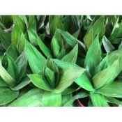 蓮花竹（ 3寸盆 ）