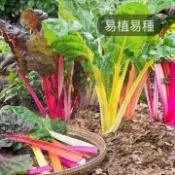 現貨 彩虹甜菜(約50粒種子)四季種植 瑞士甜菜種子 彩虹菠菜 彩虹甜菜 美國菠菜 蔬菜種子 連續采摘 補血菜