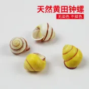 協貿國際日用品生活3館 天然海螺貝殼黃田鐘螺魚缸造景收藏標本右旋螺寄居蟹房子替換殼