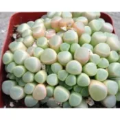[時花]  多肉種子 五十鈴玉