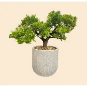 植物空間 造型羅漢松鎂泥盆 室外植物 陽台綠植