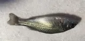 銀鱸/貴妃魚(另有金目鱸/加州鱸/七星鱸/寶石鱸)