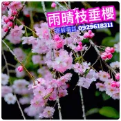 雨晴枝垂櫻 櫻花成樹✅櫻花嫁接苗 櫻花 櫻花苗 櫻花盆栽 八重櫻 富士櫻花 粉紅吉野櫻 松月櫻 山櫻花 河津櫻 千島櫻