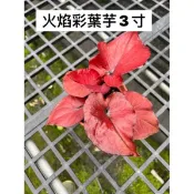 霏霏園藝火焰彩葉芋3寸特價一棵600元原價700元